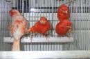 KOT-2771　国産赤カナリヤの無フク同士雄雌で