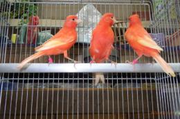 KOT-2771　国産赤カナリヤの無フク同士雄雌で