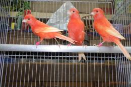KOT-2771　国産赤カナリヤの無フク同士雄雌で