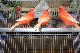 KOT-2771　国産赤カナリヤの無フク同士雄雌で