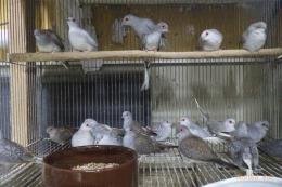 KOT-2772　国産　薄雪鳩シルバーの雄雌で