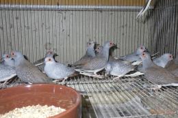 KOT-2772　国産　薄雪鳩シルバーの雄雌で