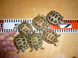 Ki 262 ヨツユビリクガメ キットウココ ペット部