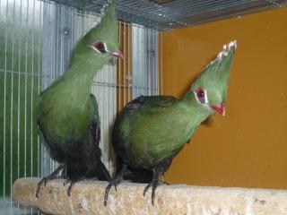 KOT-1454　タンザニヤ産「エボシドリ」若