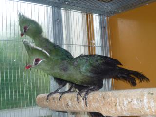 KOT-1454　タンザニヤ産「エボシドリ」若