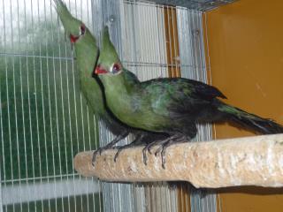 KOT-1454　タンザニヤ産「エボシドリ」若