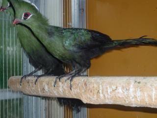 KOT-1454　タンザニヤ産「エボシドリ」若