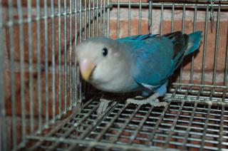 コザクラインコ 好きな方いませんかー！ 小桜インコ ラブバード