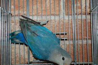 IN-1168 輸入鳥ホワイトフェイスブルー小桜インコ | キットウココ ペット部