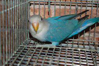 小桜インコ様、専用のpost 小桜インコ様、専用のpost - メルカリ