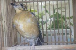 KOT-2773  マレーシア　ムネアカジツグミ