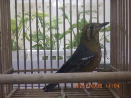 KOT-2773  マレーシア　ムネアカジツグミ