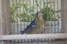 KOT-2773  マレーシア　ムネアカジツグミ