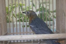 KOT-2773  マレーシア　ムネアカジツグミ