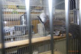 KOT-2774　ハクオウチョウ　