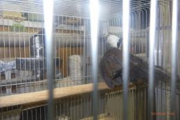 KOT-2774　ハクオウチョウ　