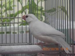 KOT-2775　25年生　ライトシルバー文鳥　♂