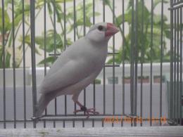 KOT-2775　25年生　ライトシルバー文鳥　♂