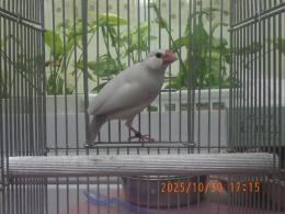 KOT-2775　25年生　ライトシルバー文鳥　♂