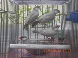 KOT-2776　シルバーブンチョウの♂