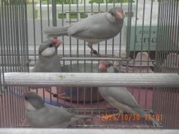 KOT-2776　シルバーブンチョウの♂