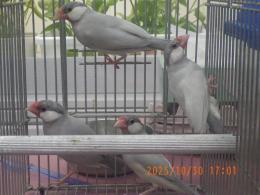 KOT-2776　シルバーブンチョウの♂