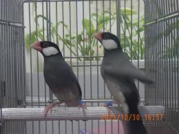 KOT-2777　ノーマル文鳥の♂　