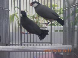 KOT-2777　ノーマル文鳥の♂　