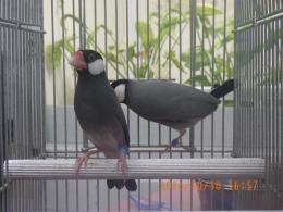 KOT-2777　ノーマル文鳥の♂　