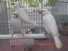 KOT-2778　白文鳥の♂