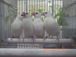 KOT-2778　白文鳥の♂