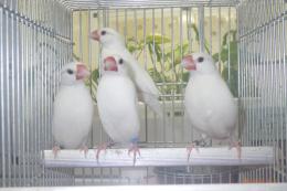 KOT-2778　白文鳥の♂