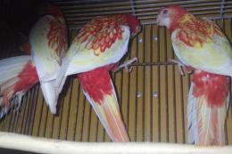 IN-4368　ナナクサインコ・ルビノー　若