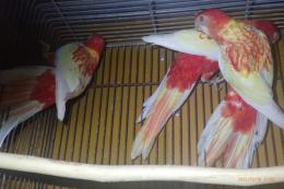 IN-4368　ナナクサインコ・ルビノー　若