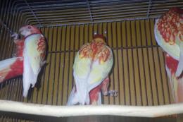 IN-4368　ナナクサインコ・ルビノー　若