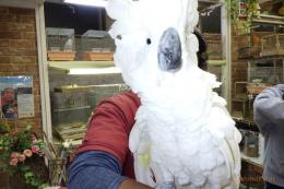 IN-4369　タイハクオーム　男の子　12月で8歳