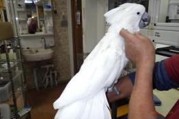 IN-4369　タイハクオーム　男の子　12月で8歳