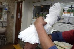 IN-4369　タイハクオーム　男の子　12月で8歳