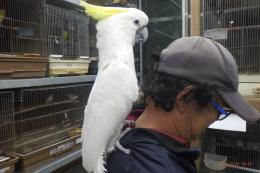 IN-4370　アールキバタンの男の子