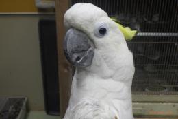 IN-4370　アールキバタンの男の子