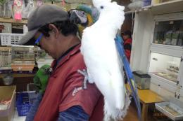 IN-4370　アールキバタンの男の子