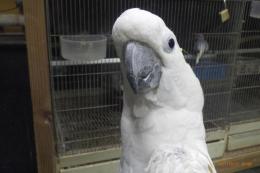 IN-4370　アールキバタンの男の子