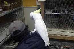 IN-4370　アールキバタンの男の子