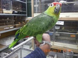 IN-4372　キホホボウシインコ