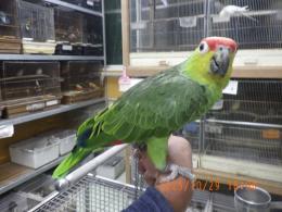 IN-4372　キホホボウシインコ