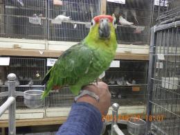 IN-4372　キホホボウシインコ