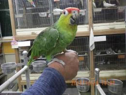 IN-4372　キホホボウシインコ