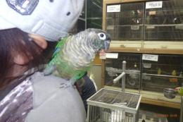 IN-4311　ホホミドリアカオウロコインコ・バイオレットinノーマル