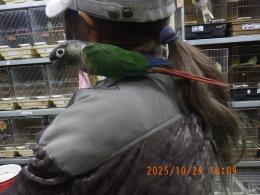 IN-4311　ホホミドリアカオウロコインコ・バイオレットinノーマル