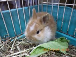 US-726　ネザーランドドワーフ　子供